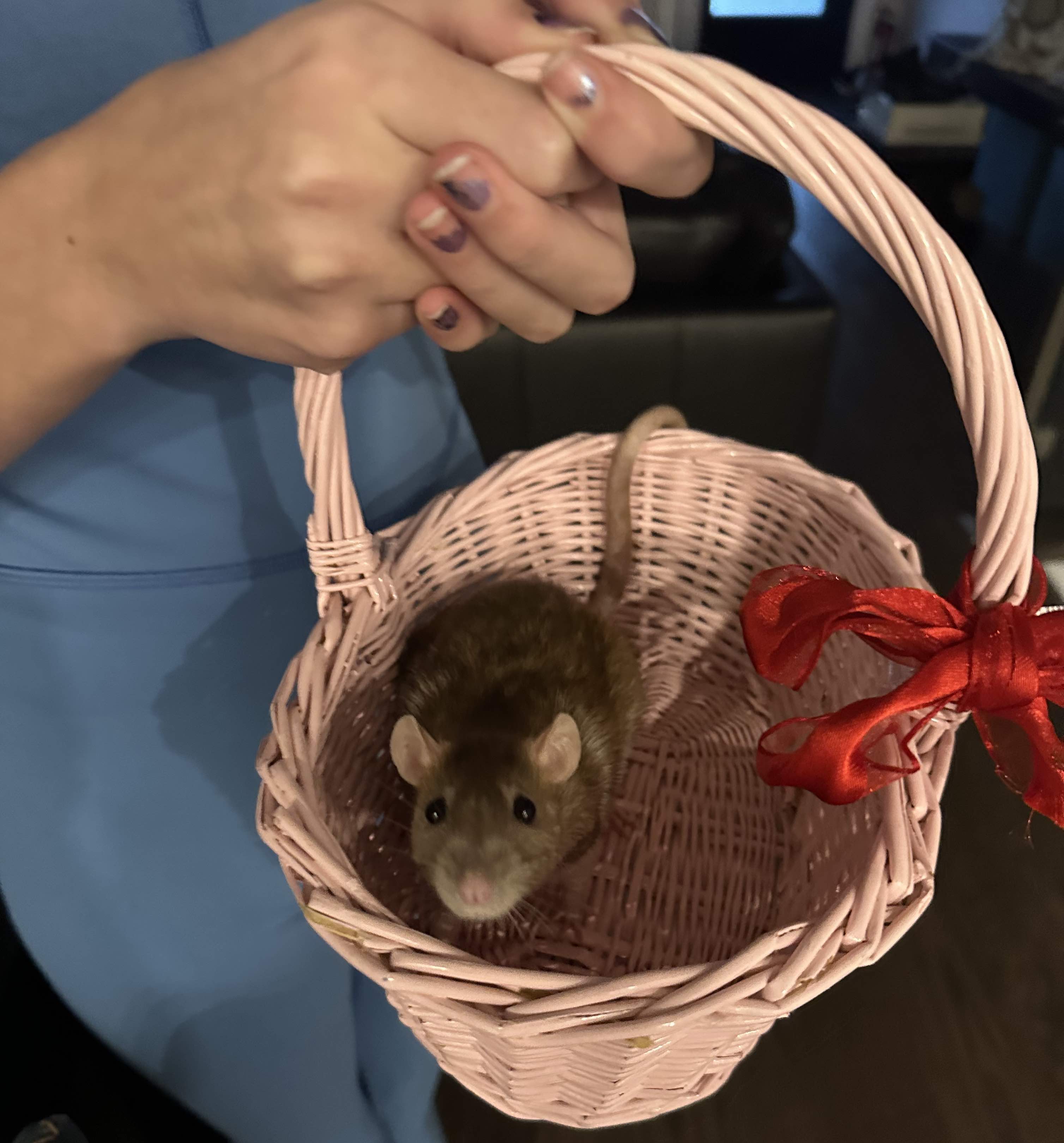 Light brown and white rat peering out of a pink wicker basket